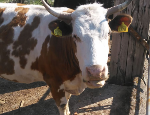 Allevamento sostenibile in Lunigiana